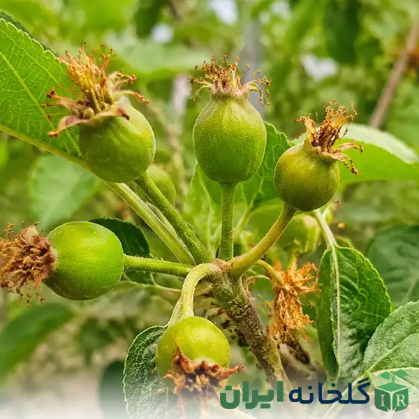 برنامه غذایی درختان میوه در زمان چغاله بودن برنامه غذایی درختان میوه در زمان چغاله بودن