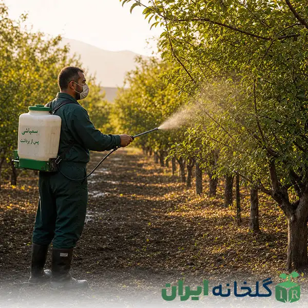 محلول پاشی درختان میوه بعد از برداشت محلول پاشی درختان میوه بعد از برداشت