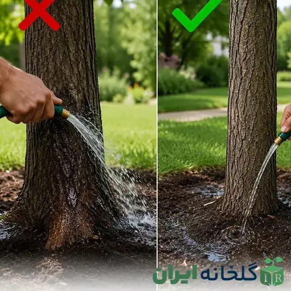 تاثیر ابیاری در درمان گموز