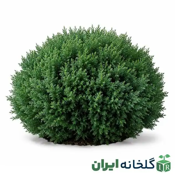 درخت همیشه سبز ژونیپروس درخت همیشه سبز ژونیپروس