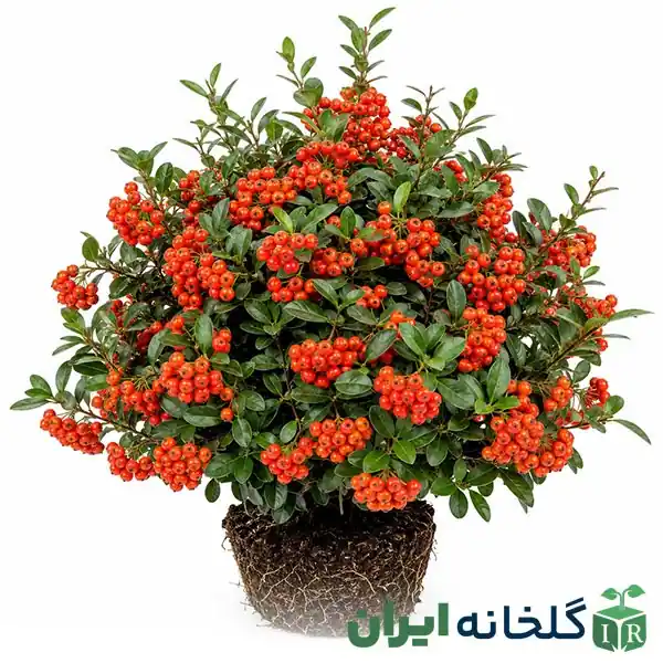 درخت زینتی مقاوم پیروکانتا درخت زینتی مقاوم پیروکانتا