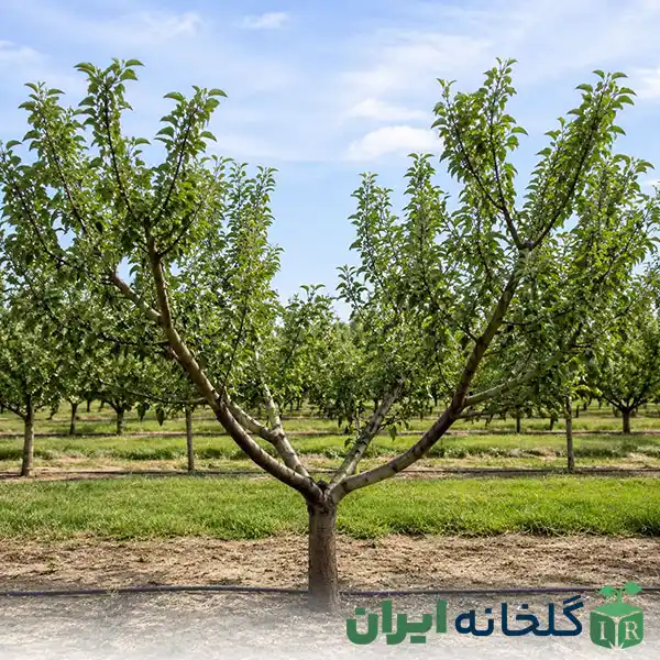 علت هرس فرم دهی نهال