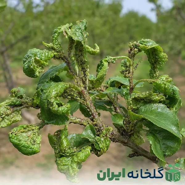 علائم حضور شته روی گیاه علائم حضور شته روی گیاه