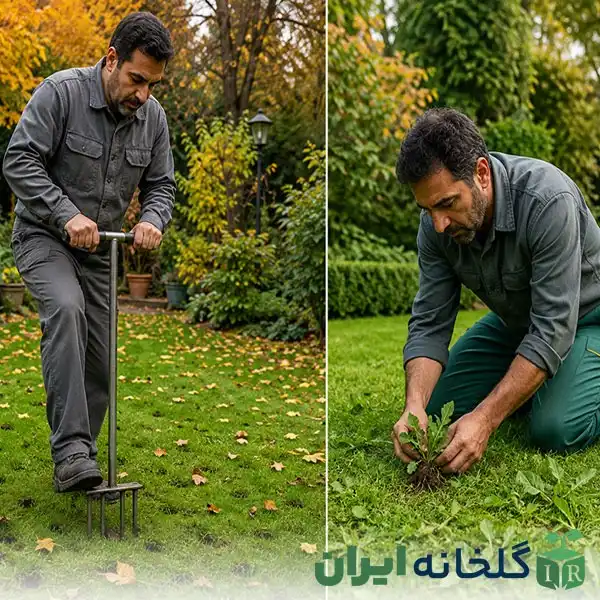 نگهداری چمن پس از کاشت