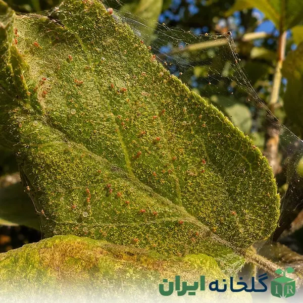 روش های تشخیص آفات کنه تارکن