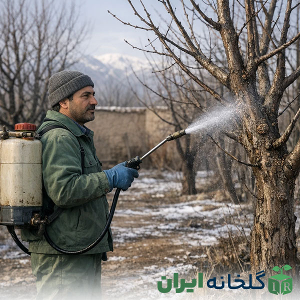 زمان سم پاشی باغ در زمستان