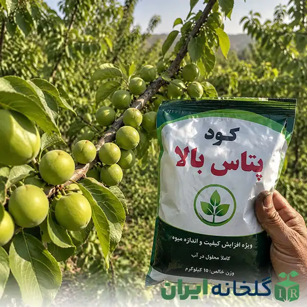 کود پتاس بالا در تغذیه درختان میوه کود پتاس بالا در تغذیه درختان میوه