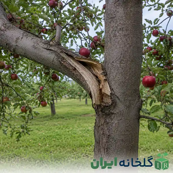 پدیده پوست مردگی یا اینکلوژن در درختان