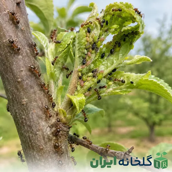 نقش مورچه در آفات شته نقش مورچه در آفات شته