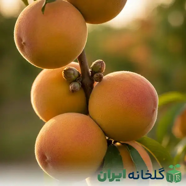 راز میوه های آبدار با کیفیت راز میوه های آبدار با کیفیت