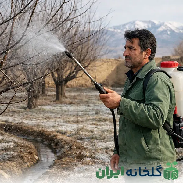 شستشوی درخت با سم کشاورزی در زمستان