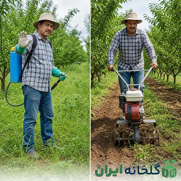 کنترل علف های هرز در باغ کنترل علف های هرز در باغ