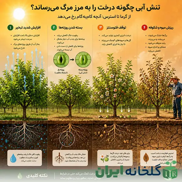 تاثیرات تنش آبی درختان باغ تاثیرات تنش آبی درختان باغ