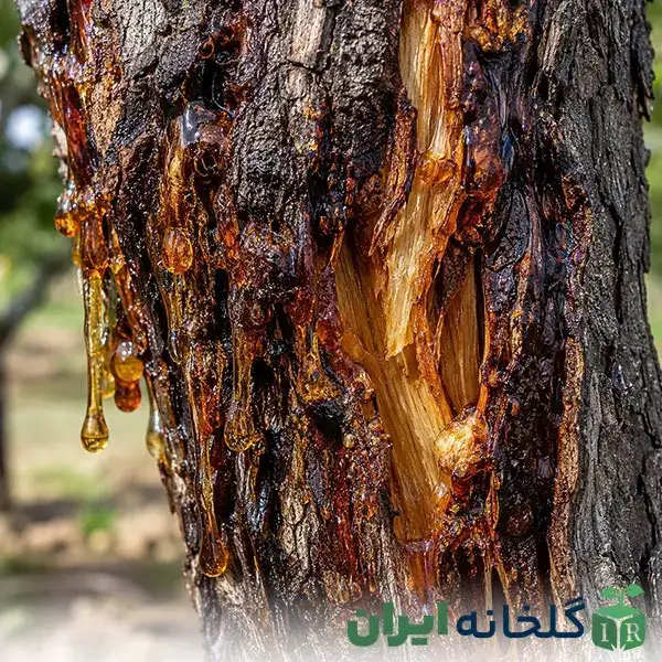 گموز یا شیره زدن درخت و علت آن