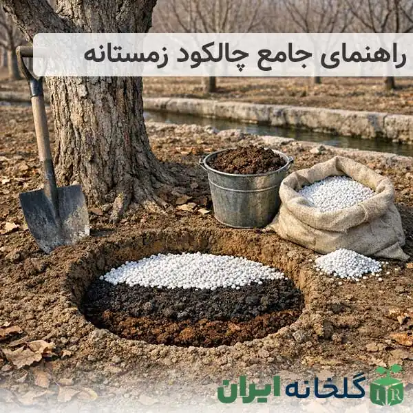 آموزش جامع چالکود زمستانه