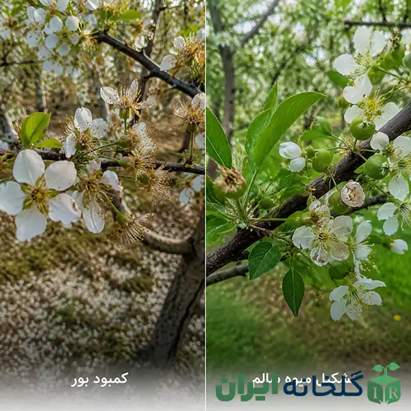 علائم کمبود بور علائم کمبود بور