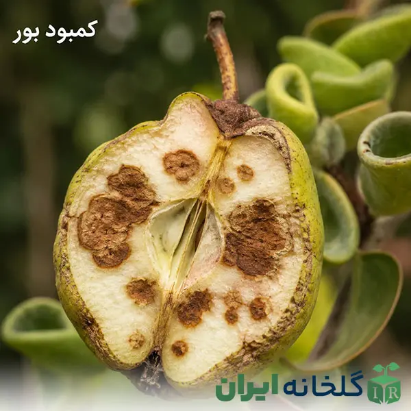 علائم خطرناک کمبود بور علائم خطرناک کمبود بور