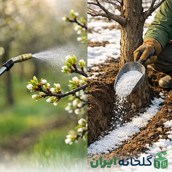 درمان قطعی کمبود روی در باغات درمان قطعی کمبود روی در باغات