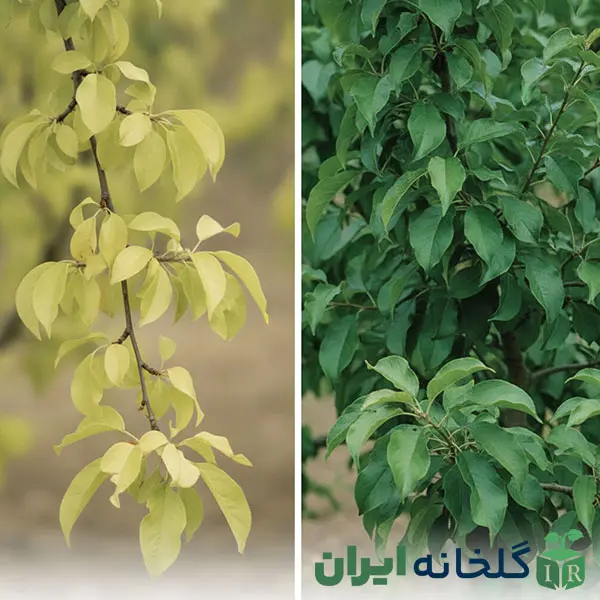 درمان کمبود نیتروژن درمان کمبود نیتروژن