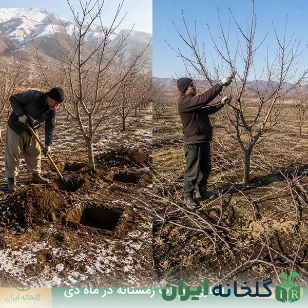 تقویم باغبانی بهمن ماه تقویم باغبانی بهمن ماه