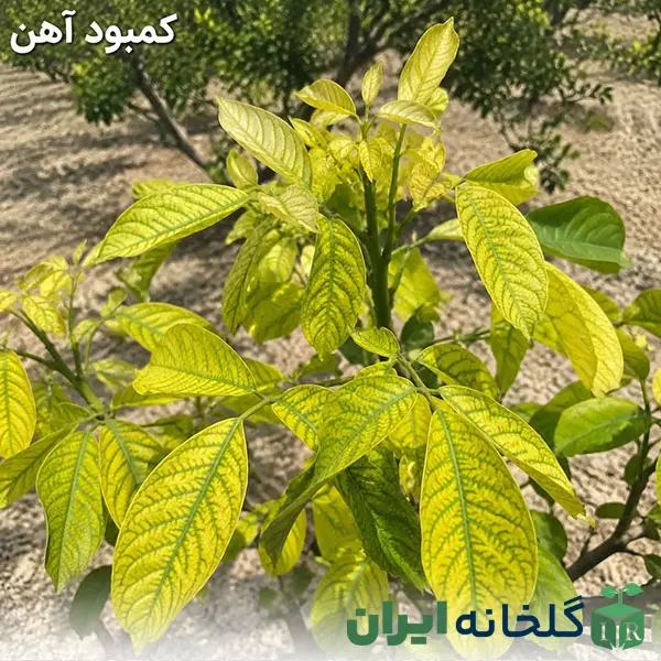 کمبود آهن و علائم آن روی برگ ها کمبود آهن و علائم آن روی برگ ها