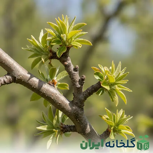 علائم و درمان کمبود روی در گیاهان علائم و درمان کمبود روی در گیاهان