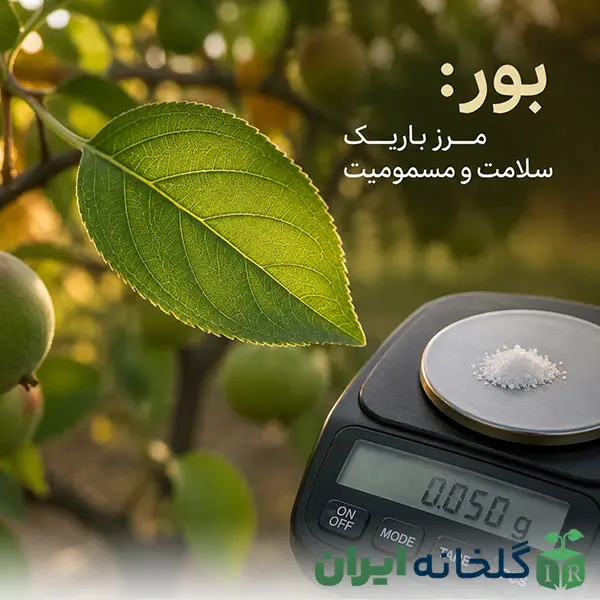 درمان کمبود بور درمان کمبود بور