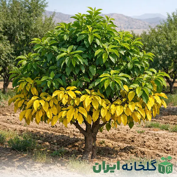 علائم کمبود نیتروژن در گیاه علائم کمبود نیتروژن در گیاه