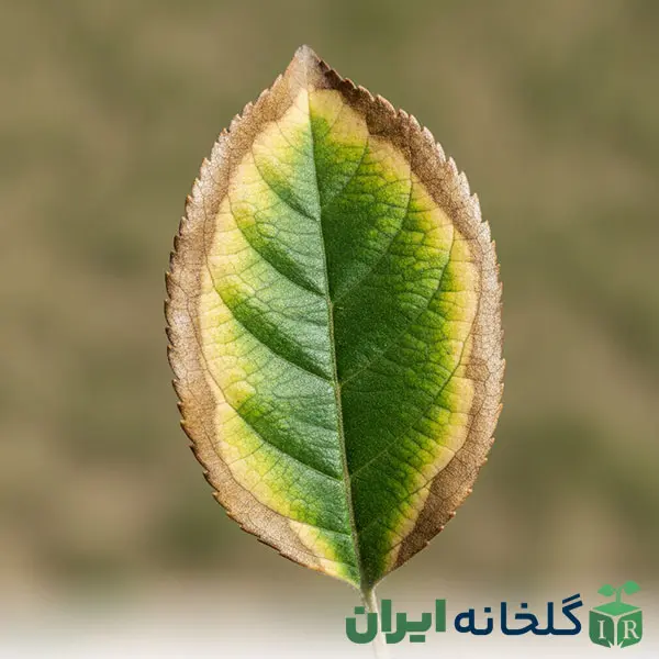 علائم تشخیص کمبود آهن علائم تشخیص کمبود آهن