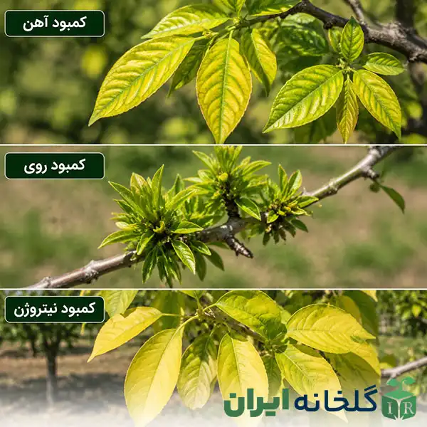 علائم کمبود عناصر غذایی گیاهان علائم کمبود عناصر غذایی گیاهان