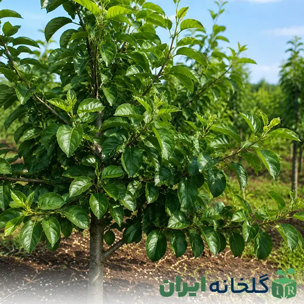 The failure of the growth engine and the secret of dark leaves