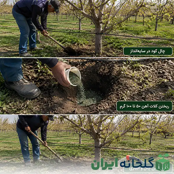 درمان کمبود آهن در گیاهان درمان کمبود آهن در گیاهان