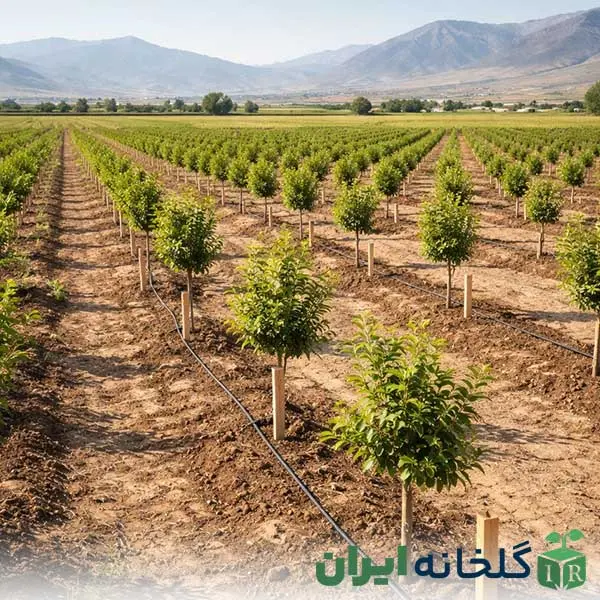 کنترل علف های هرز با آبیاری قطره ای